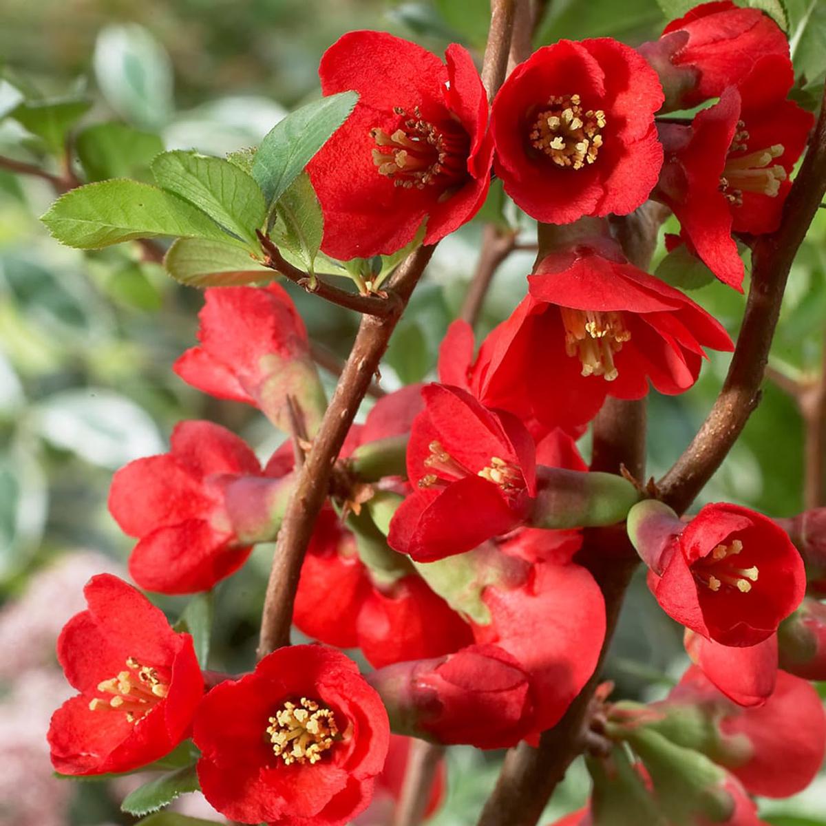 Red Quince Flower Seeds for Planting  Heirloom, Non-GMO, High Germination Organic Garden Wildflower Mix