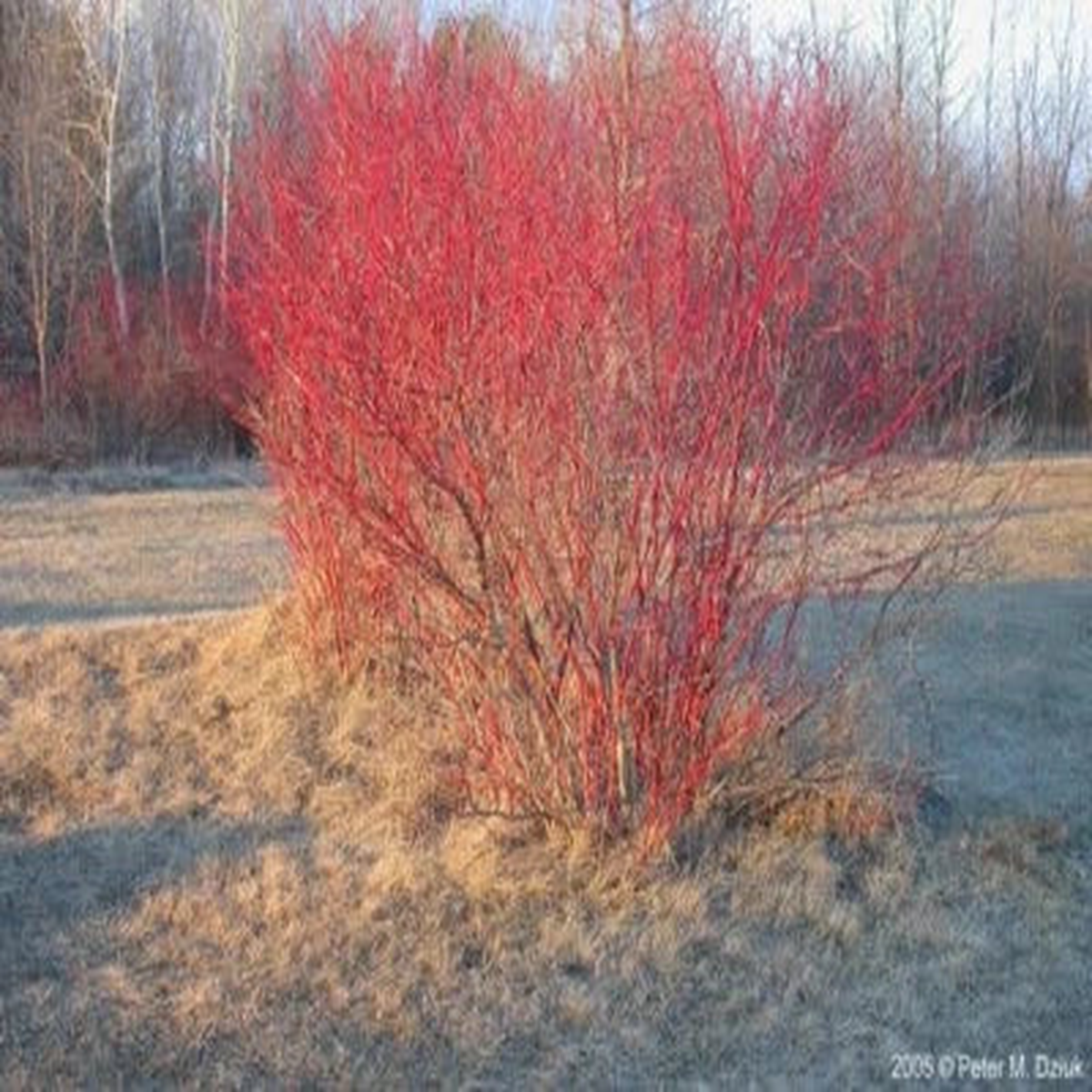 Red Twig Dogwood Cuttings Cornus Amomum ” Cut to Order Organic  Heirloom, Non-GMO