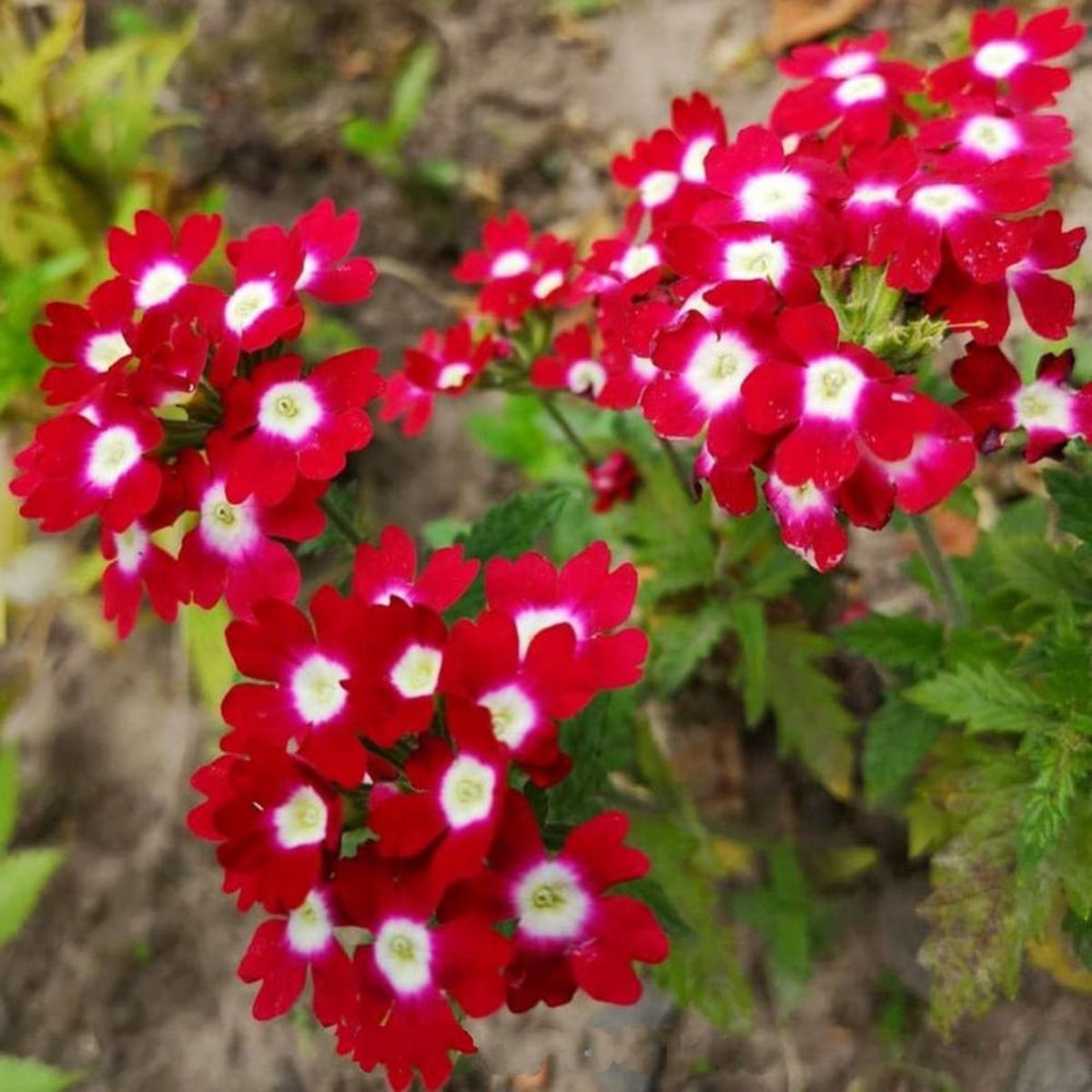 Red Verbena Flower Seeds for Planting Heirloom, Non-GMO Border-Perfect Organic Garden Seeds