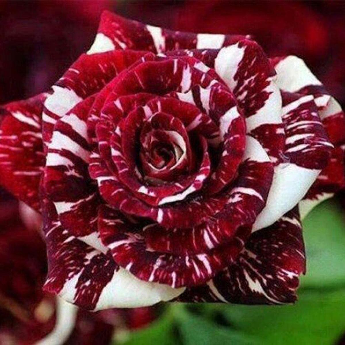 Red White Dragon Rose Flower Seeds Heirloom Non-GMO Shrub Rose Seeds | High Germination Organic Garden Seeds for Planting