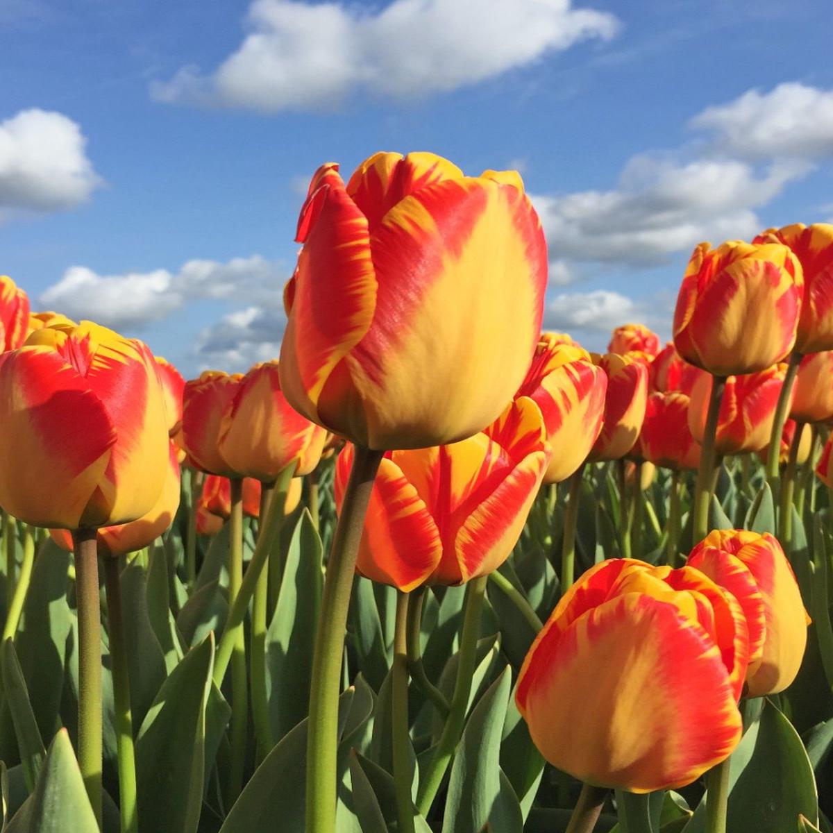 Red Yellow Tulip Flower Seeds Flower seeds for Planting Seasonal Bloomer Heirloom & GMO Free Seeds for Home Garden