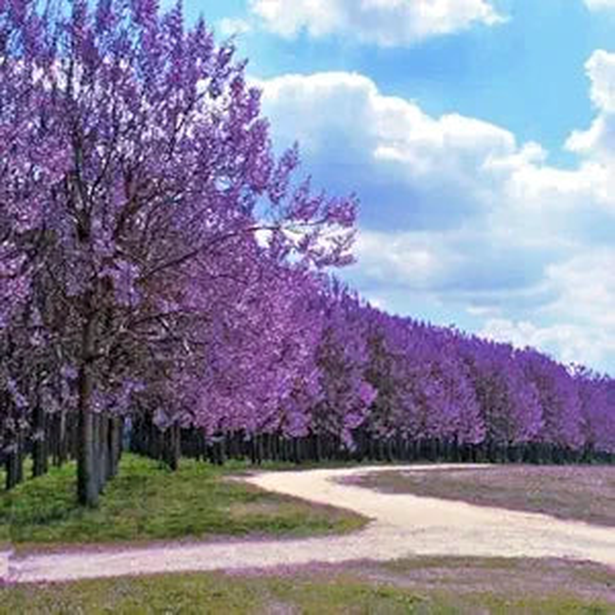 Royal Empress Flower Seeds
