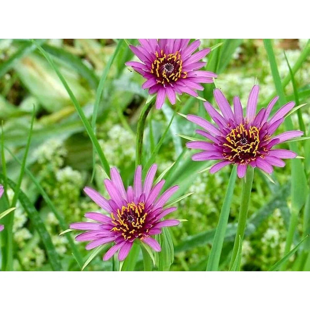 Salsify Edible Flower Seeds for Planting  Heirloom Non-GMO Seeds for Unique Blooms & Organic Garden Growth, High Germination