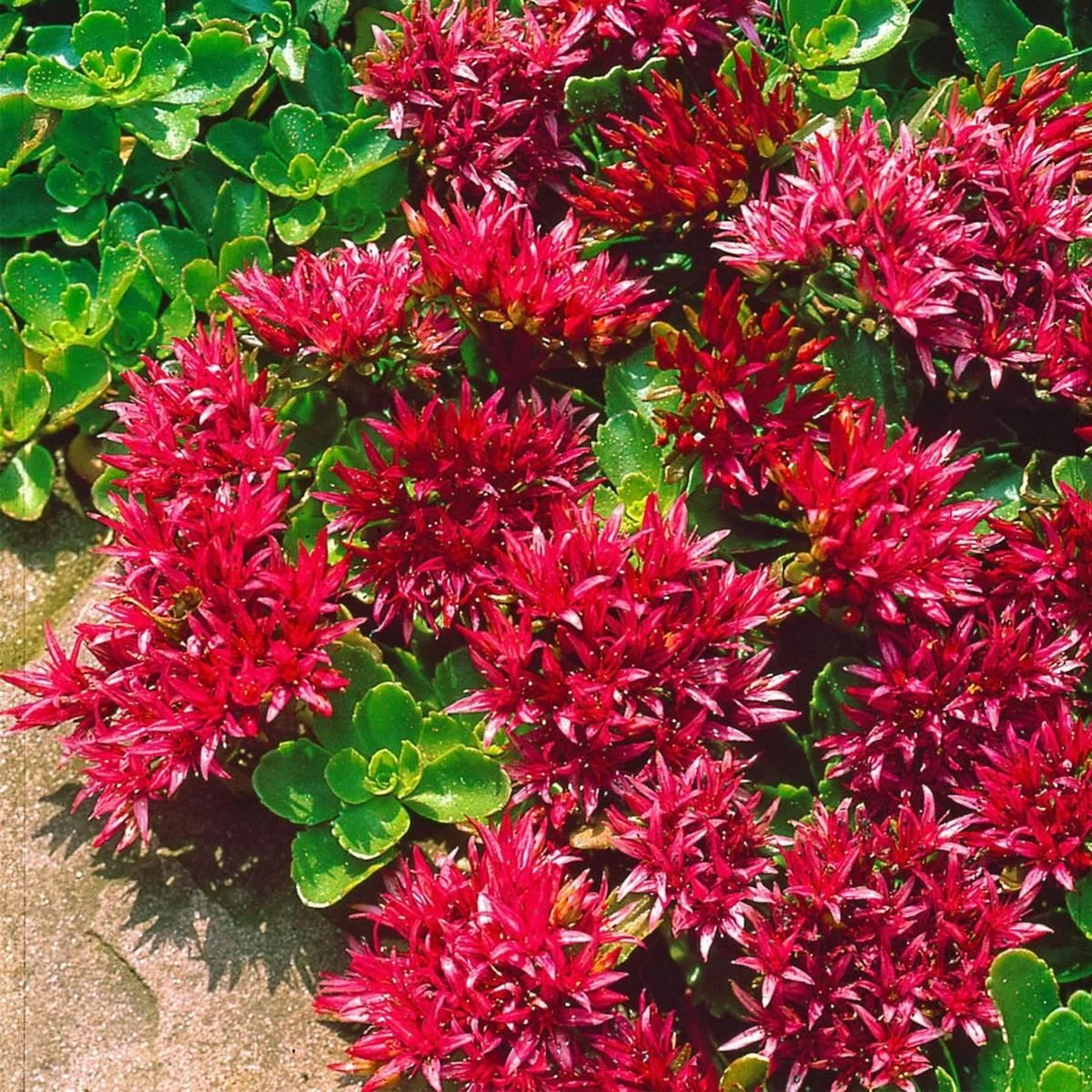Sedum Ground Cover Flower Seeds for Planting  Drought-Tolerant Blooming Seeds