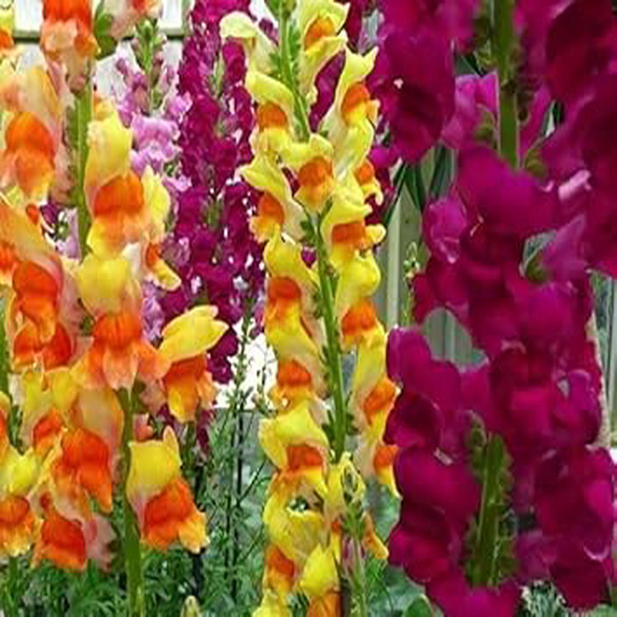 Snapdragon Flower seeds for Planting – Bright Blooms, Heirloom & GMO Free Seeds for Home Garden