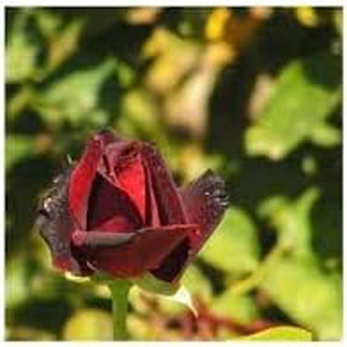 Tiger Striped Rose Flower Seeds for Planting  Shade Tolerant, Heirloom, Non-GMO, High Germination