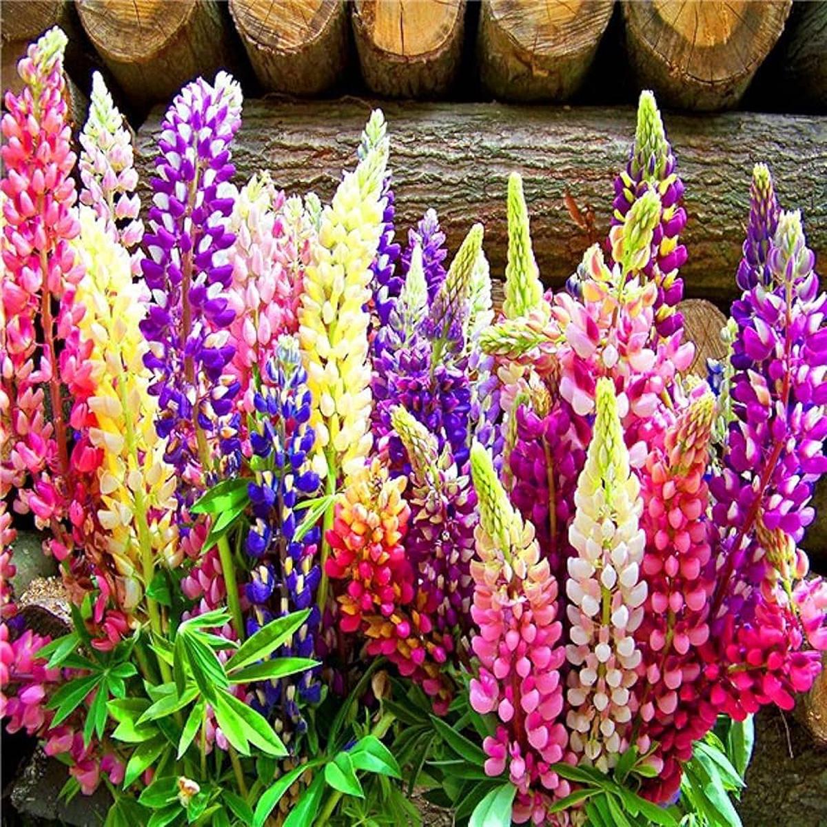 Velvet Lupine Flower Seeds Perennial Ground Cover Plant