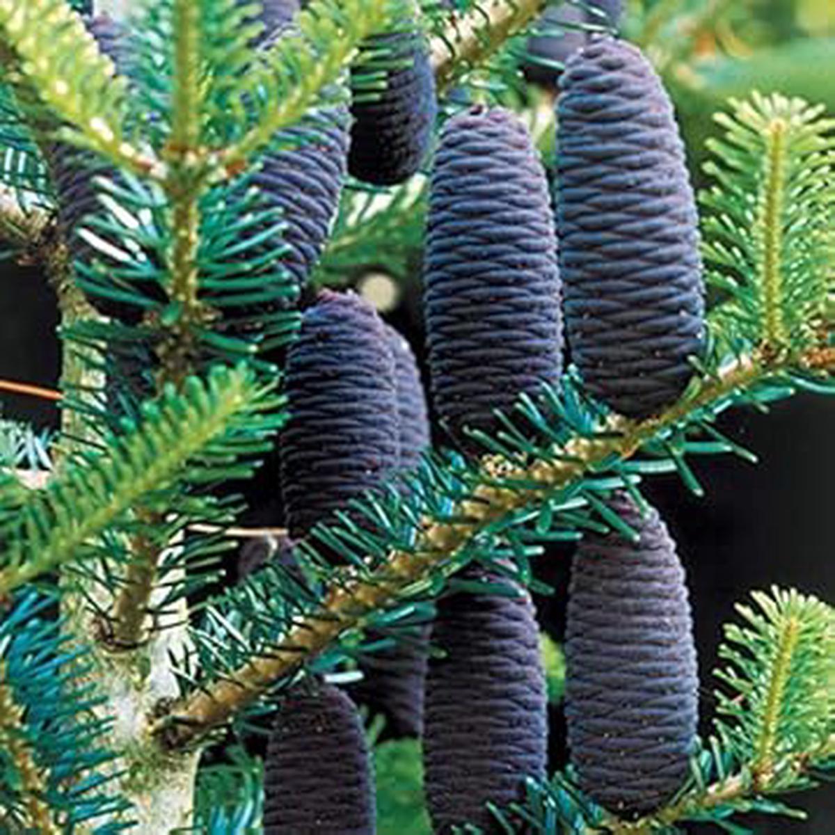 Violet Abies Flower seeds for Planting – Colorful Display, Heirloom & GMO Free Seeds for Home Garden