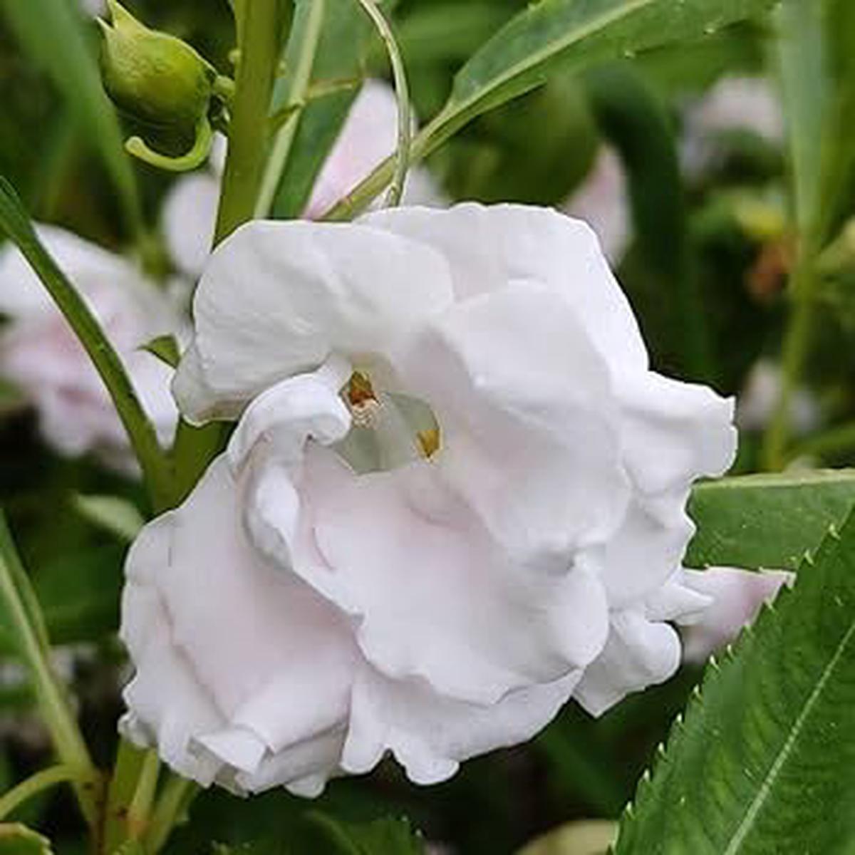 White Balsam Flower Seeds for Planting  Heirloom, Non-GMO, Bright Blooms, High Germination