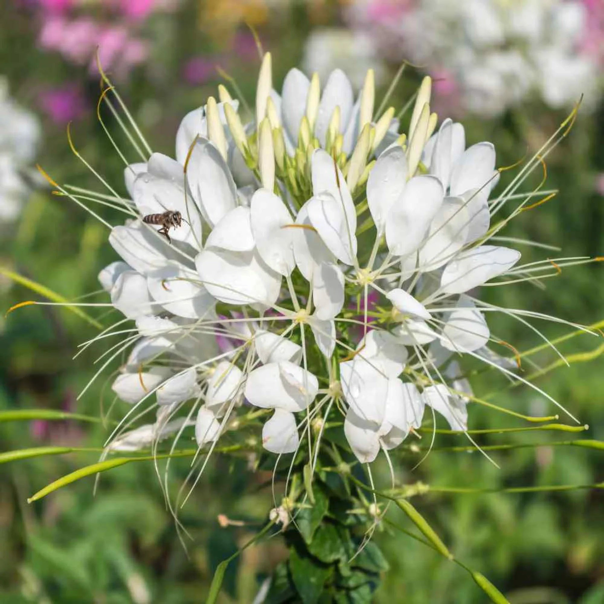 White Cleome Flower Seeds for Planting Heirloom, Non-GMO, High Germination Organic Garden Seeds