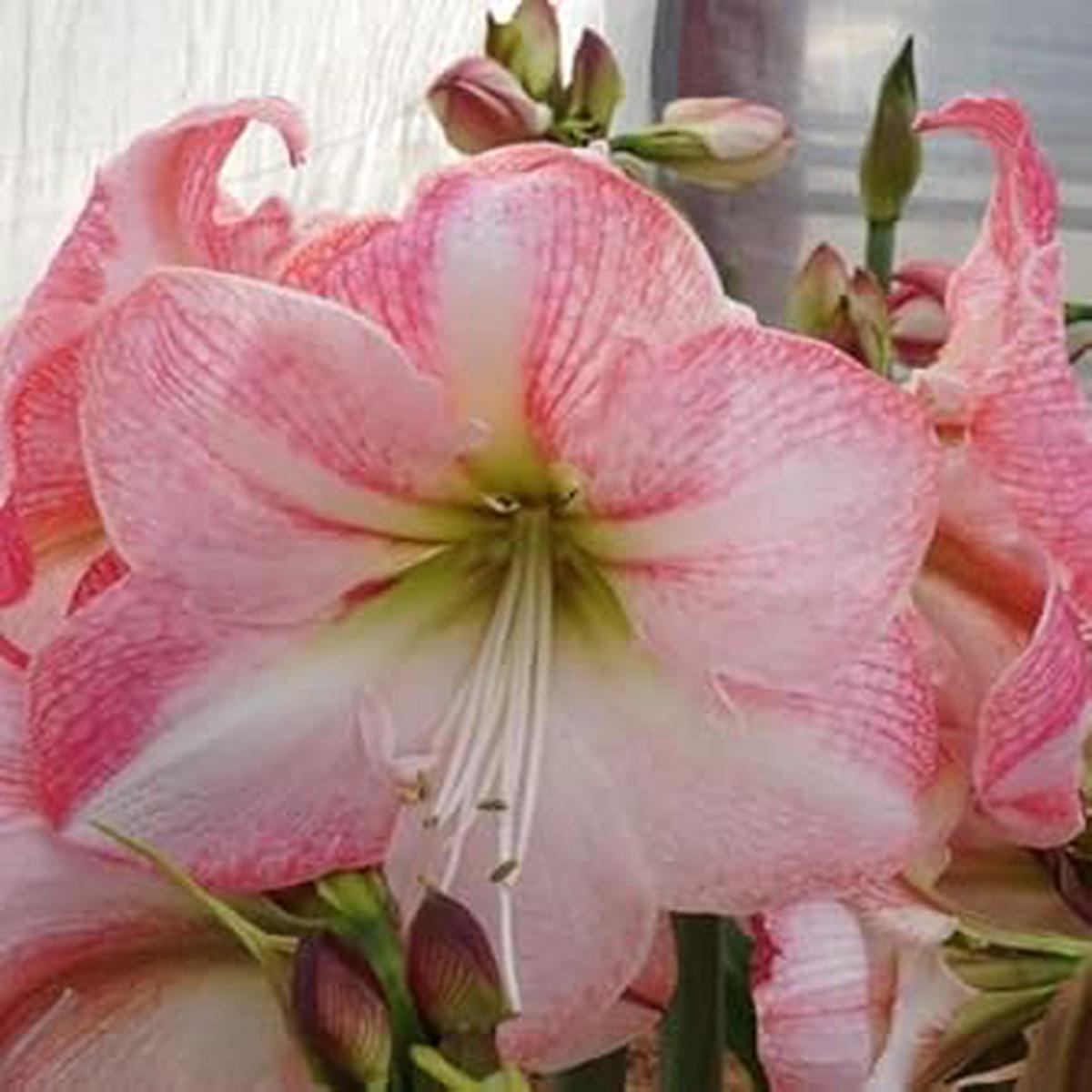 White Pink Hippeastrum Rutilum Flower seeds for Planting – Perfect for Borders, Heirloom & GMO Free Seeds for Home Garden