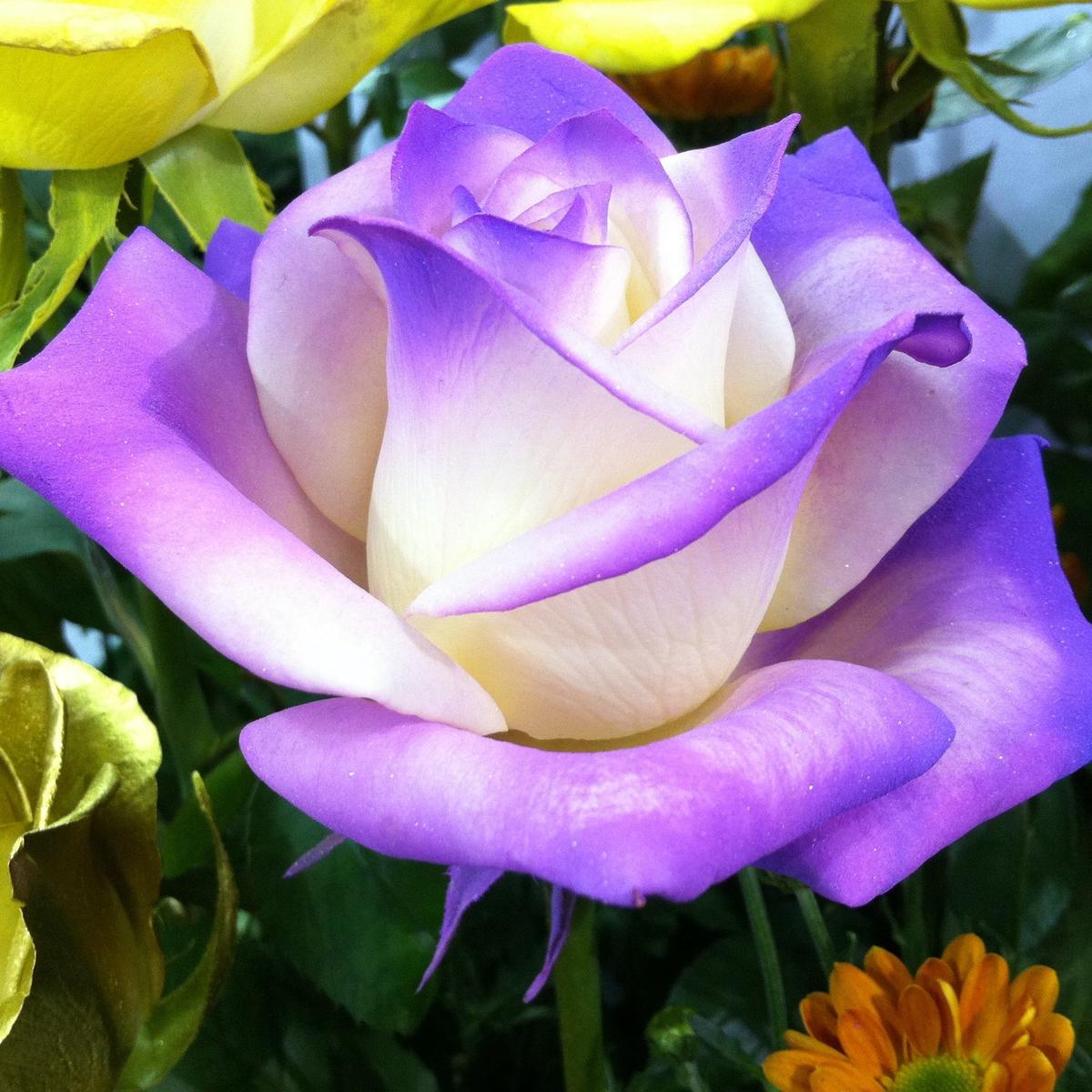 White Purple Rose Flower Seeds for Planting  Heirloom, Non-GMO, Easy to Grow, Perennial