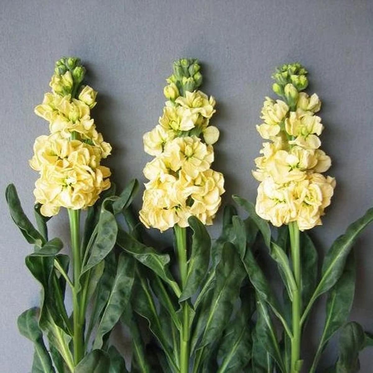 Yellow Matthiola Incana Flower Seeds for Planting Heirloom, Non-GMO, Drought Tolerant, High Germination