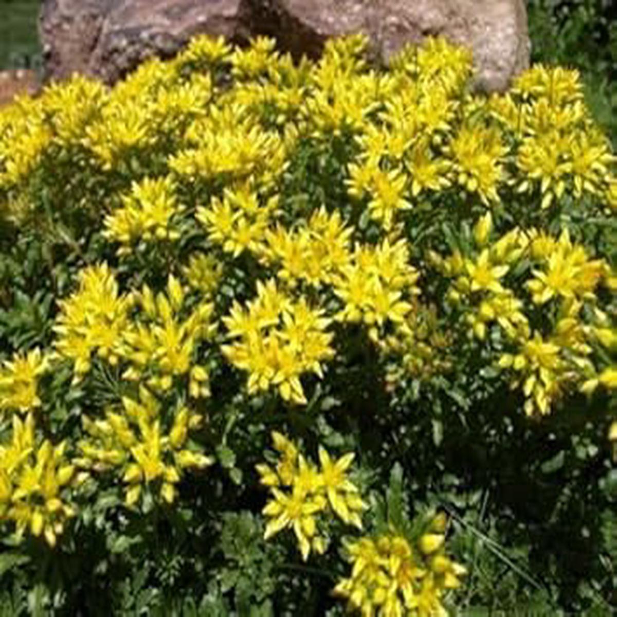 Yellow Sedum Kamtschaticum Flower seeds for Planting – Shade Tolerant, Heirloom & GMO Free Seeds for Home Garden