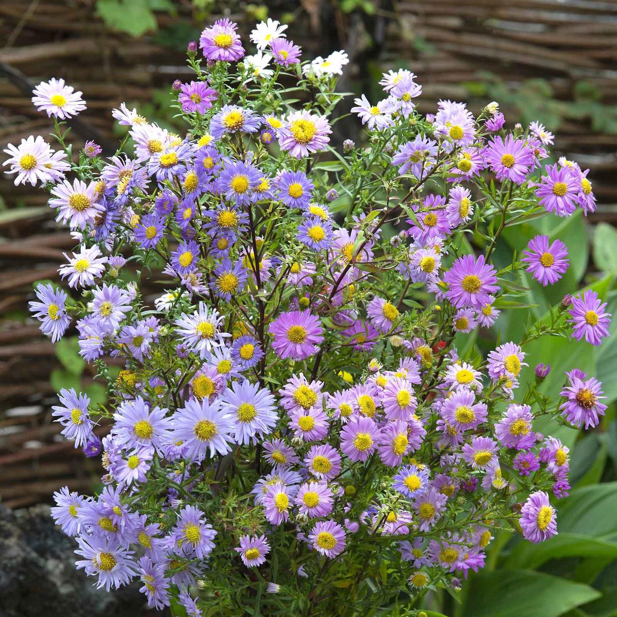 Aster Seeds – New Hybrids