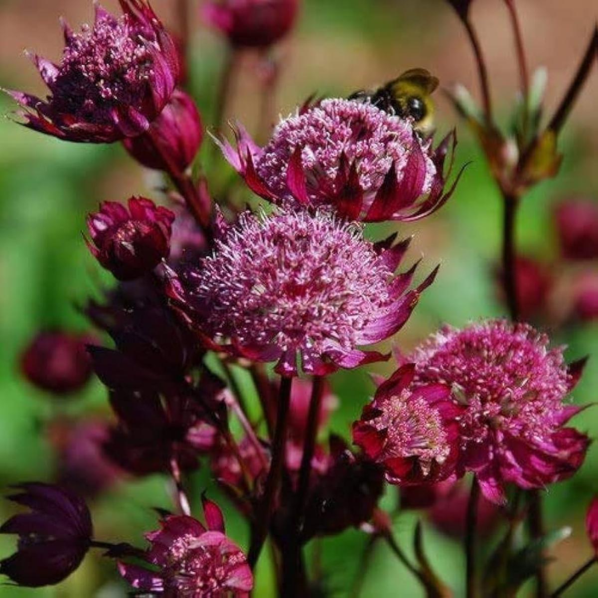 Astrantia Purple Seeds for Planting Organic, Heirloom, Non-GMO Flower Seeds
