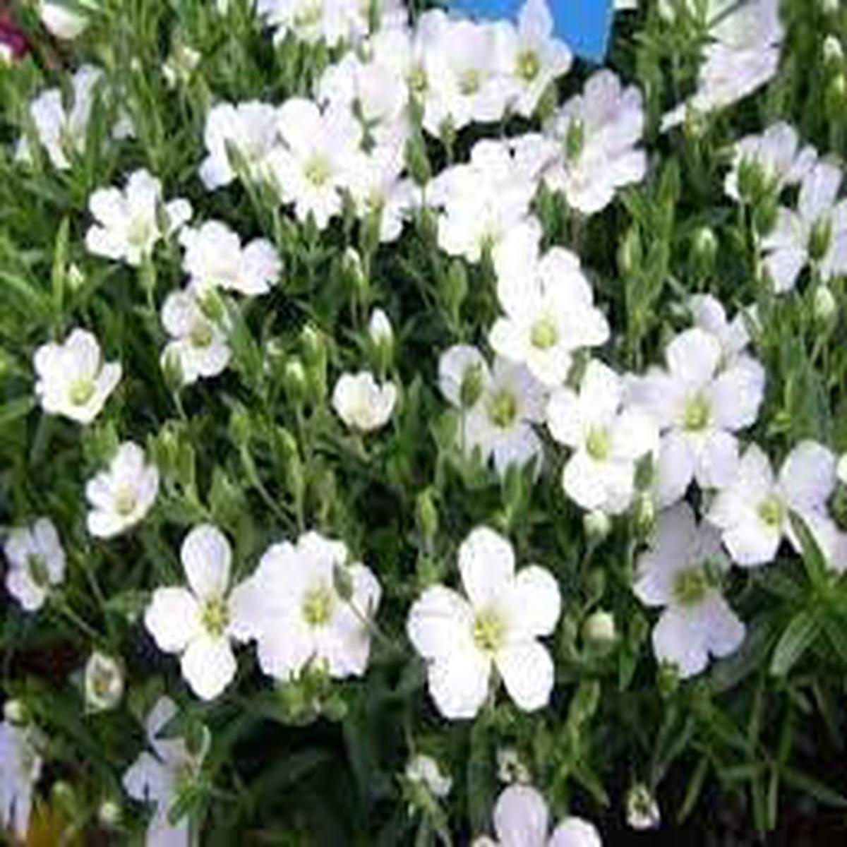 Avalanche Flower Seeds for Planting  Heirloom Non-GMO Organic Garden Seeds, High Germination