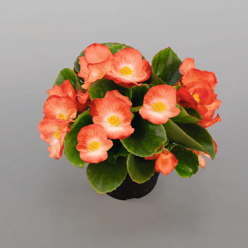 Begonia Sprint Plus Orange Bicolour – 10 seeds