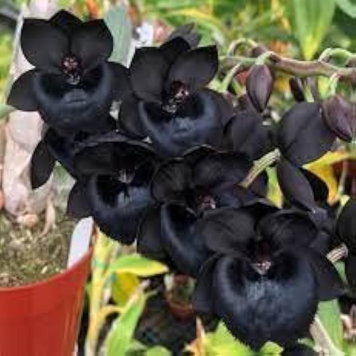 Black Dendrobium Flower Seeds for Planting – Heirloom Non-GMO High Germination Organic Garden Seeds
