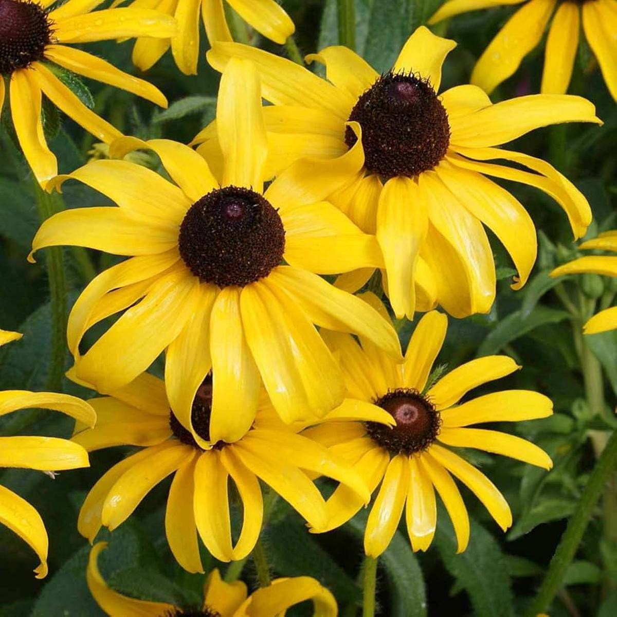 Black Eyed Susan Rudbeckia Hirta Flower Seeds for Planting