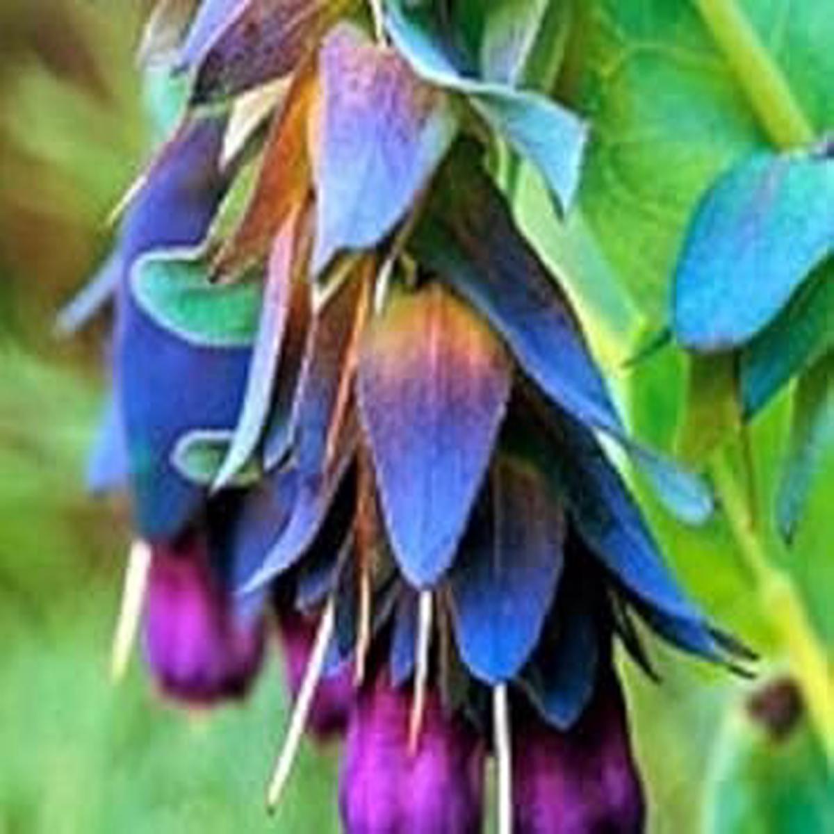 Blue Cerinthe Flower Seeds for Planting – 100 pcs
