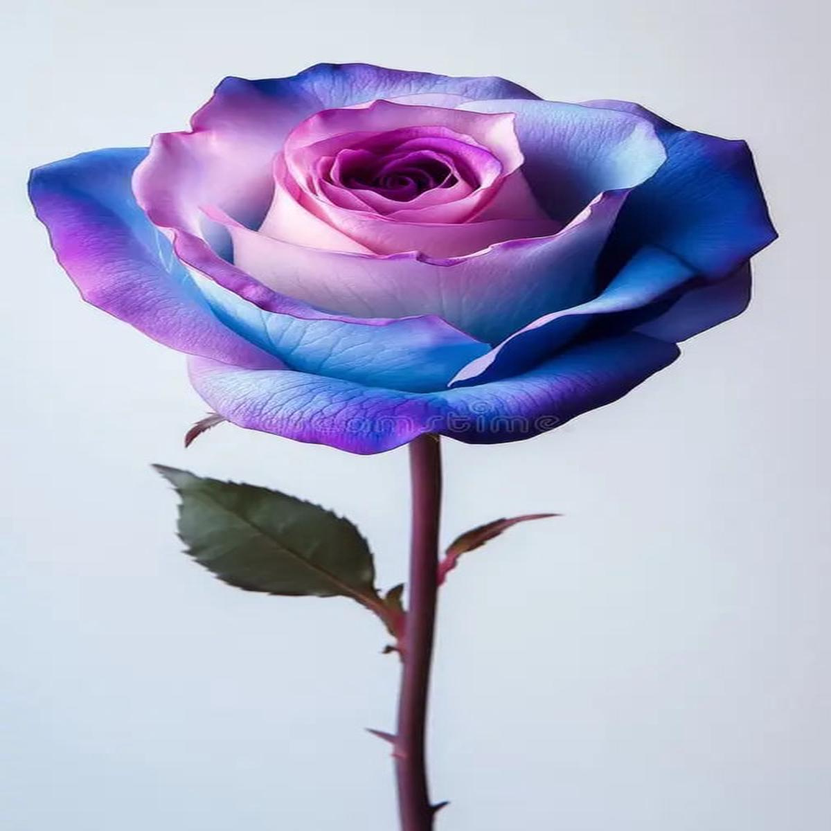 Blue Multi-Color Rose Flower Seeds  Heirloom & Non-GMO Cut Flower Favorite for Home Garden