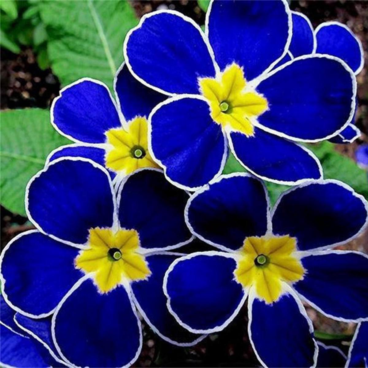 Blue Yellow Pansy Flower Seeds for Planting  Heirloom, Non-GMO, High Germination Organic Garden Seeds for Vibrant Blooms