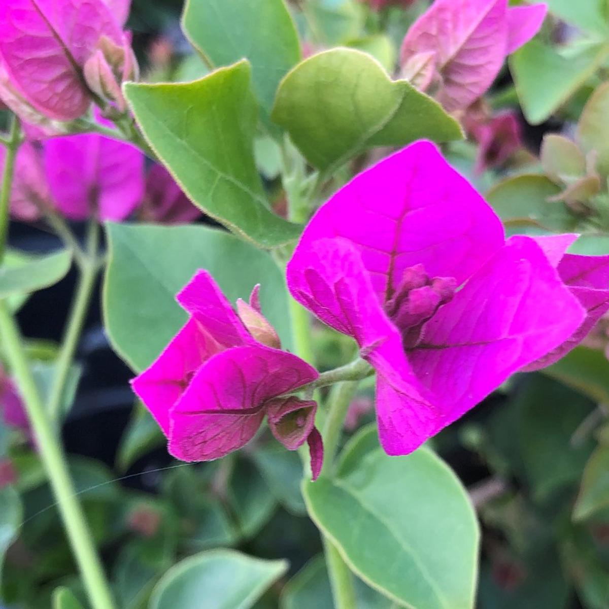 Bougainvillea Glabra s Flower seeds for Planting Cut Flower Favorite Heirloom & GMO Free Seeds for Home Garden Sale