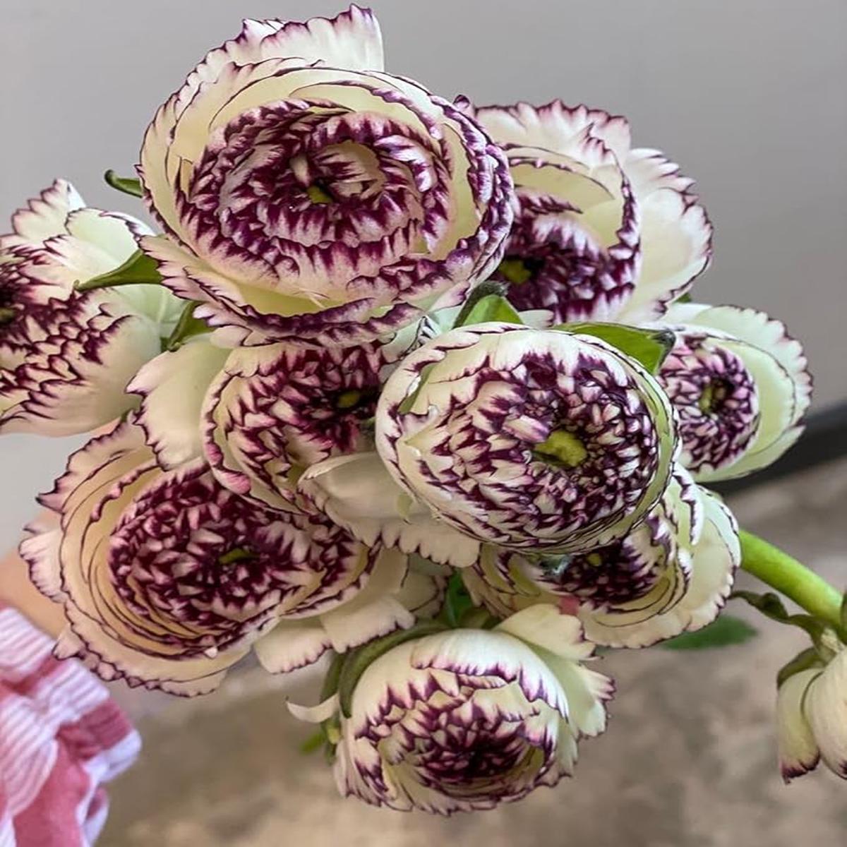 Brown Shade Japanese Ranunculus Flower Seeds  Heirloom, Non-GMO Flower Seeds for Planting
