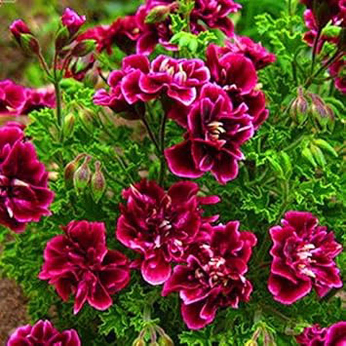 Burgundy Geranium Flower Seeds for Planting | Heirloom Non-GMO High Germination Organic Garden Seeds
