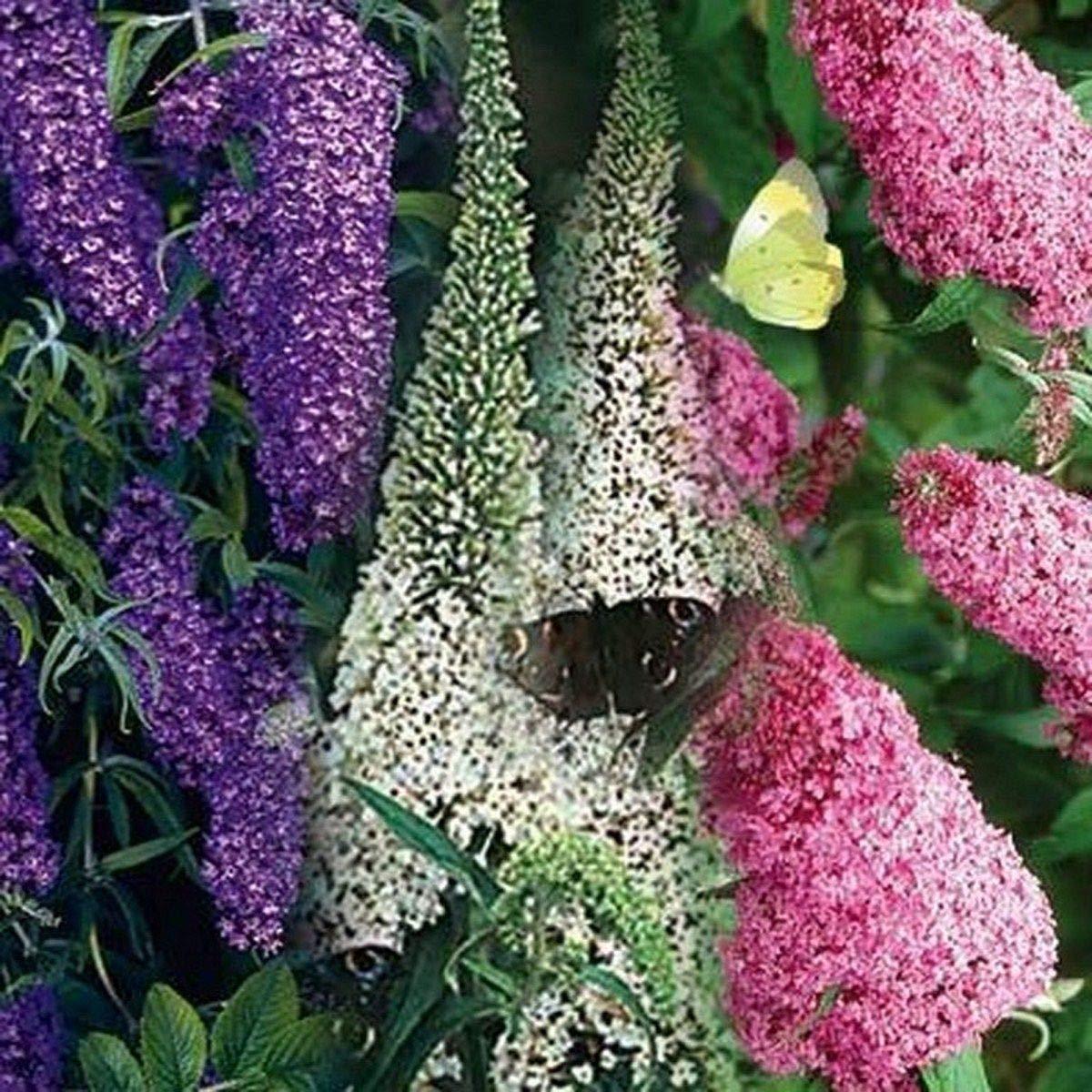 Butterfly Bush Rare Flower Seeds