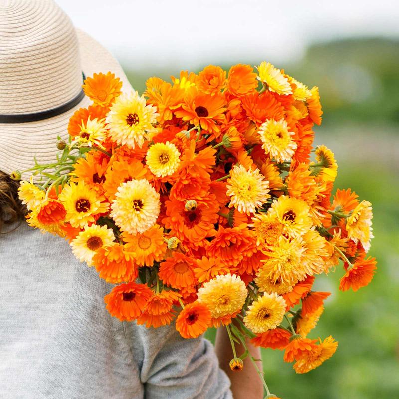 Calendula Seeds – Pacific Beauty Mix
