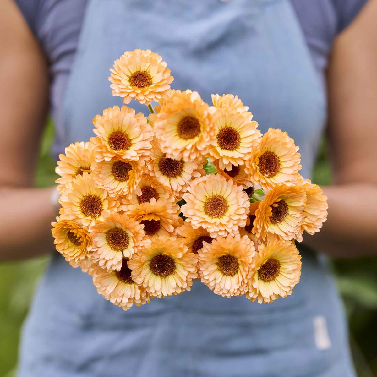 Calendula Seeds – Pink Surprise