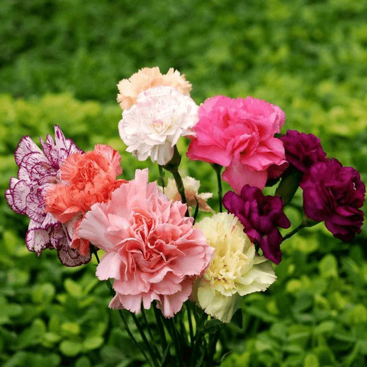 Carnation Dianthus Caryophyllus Mix Flowering Seeds For Planting