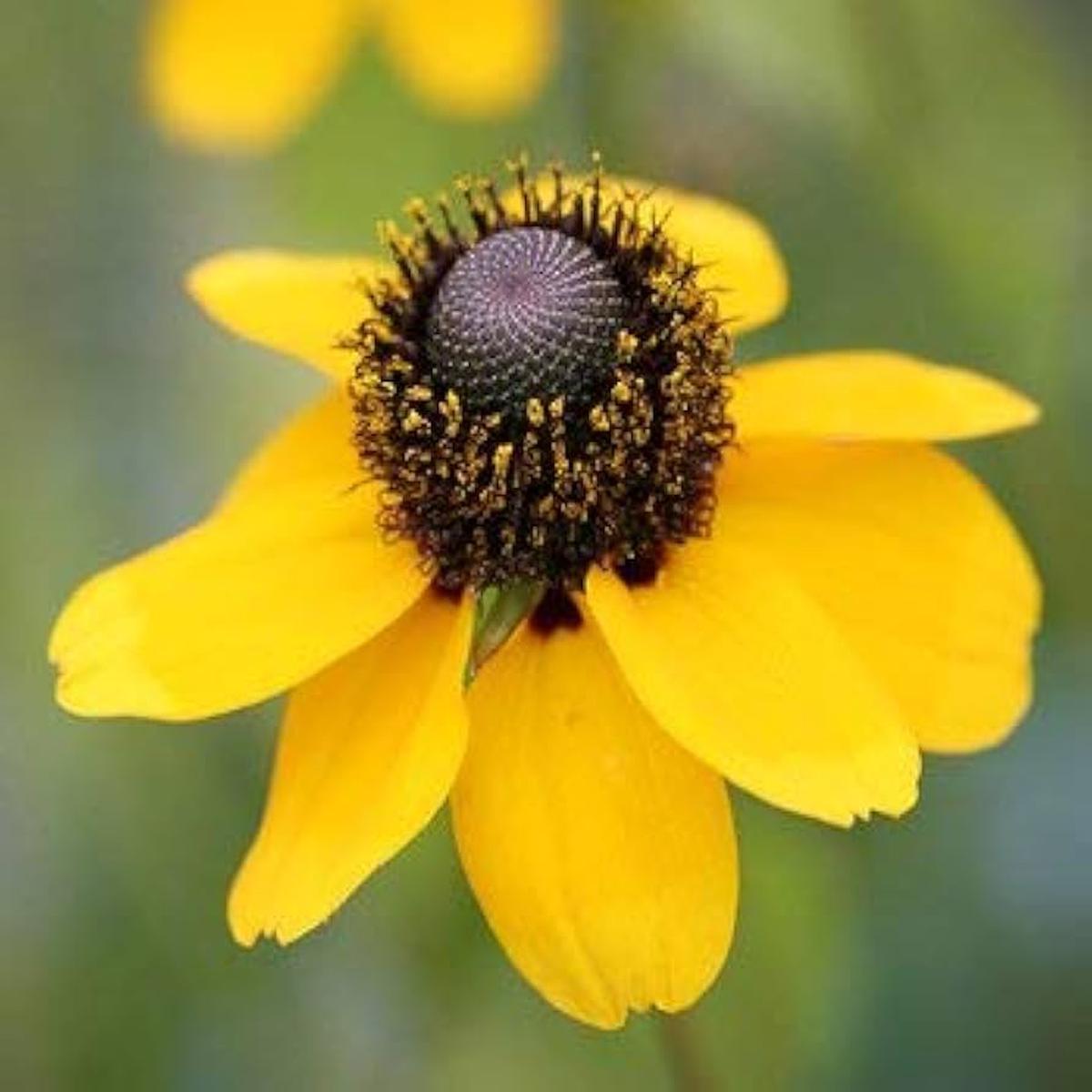 Clasping Coneflower Seeds  for Vibrant Wildflower Gardens