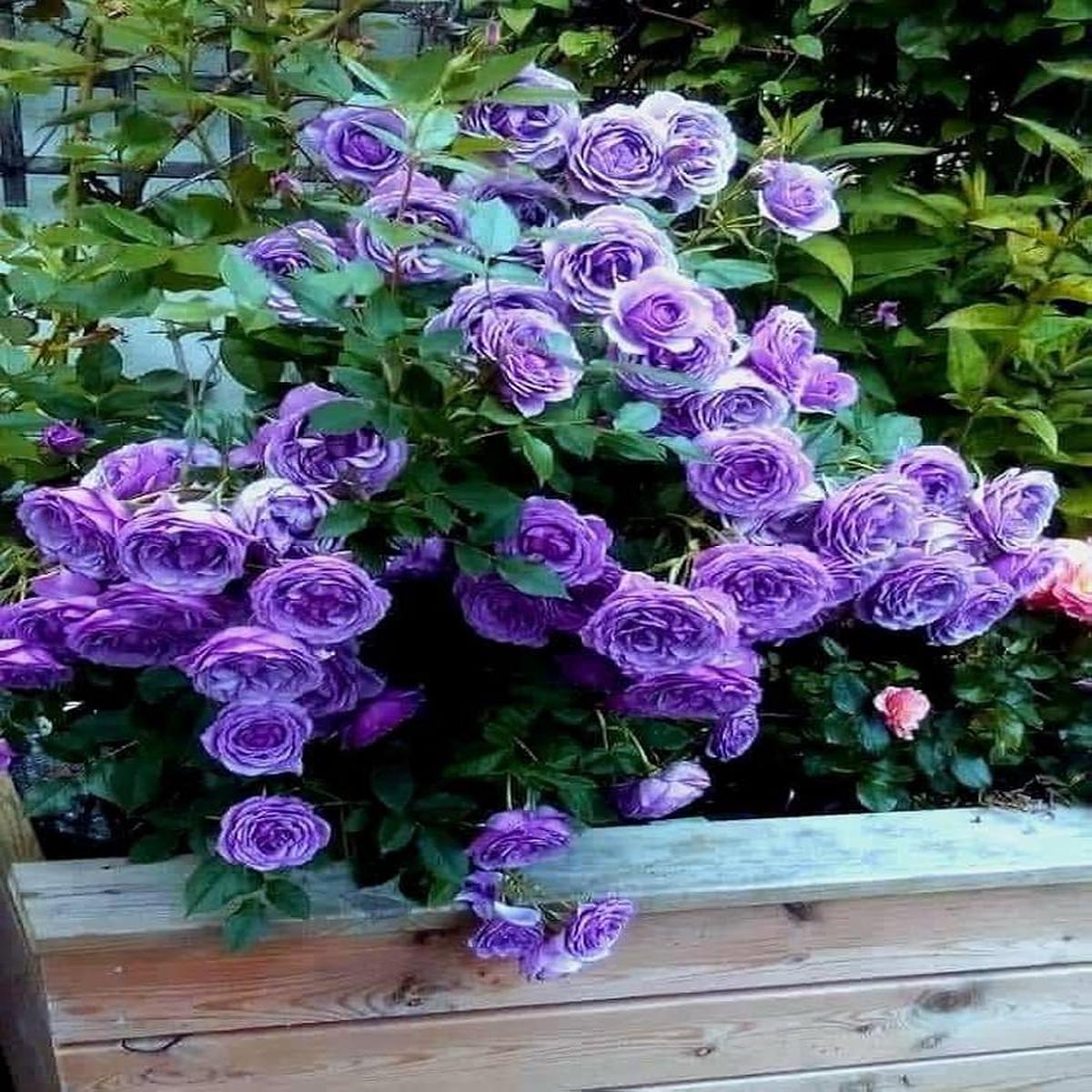 Climbing Rose Rosa spp. Seeds for Planting – Ideal for Flower Bed & Urban Garden