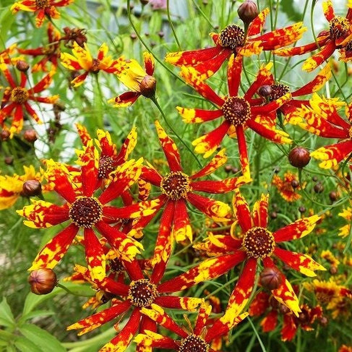 Coreopsis Seeds – Radiana Tigrina