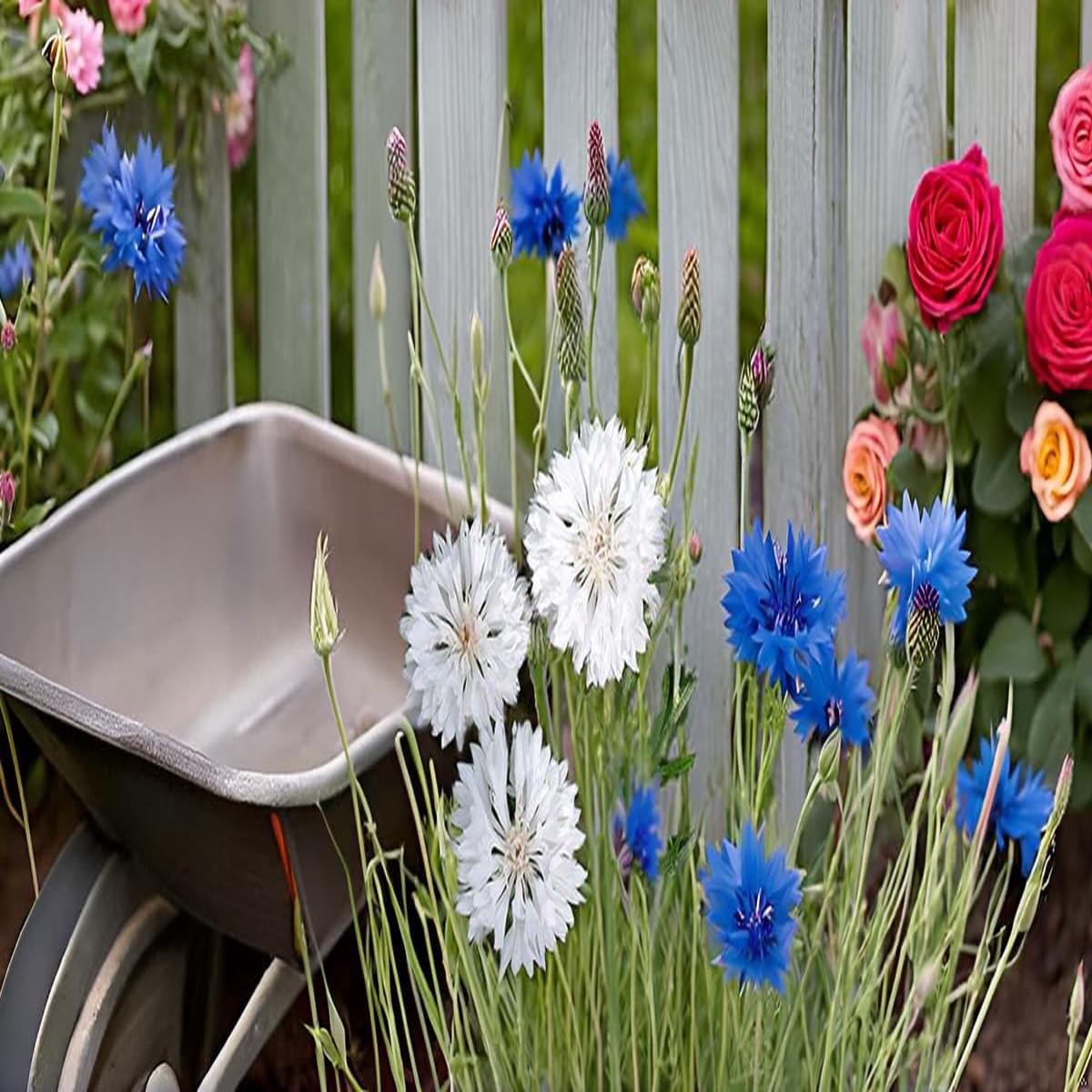 Cornflower Flowers Bonsai Flower Plant Seeds, Ornamental Plants