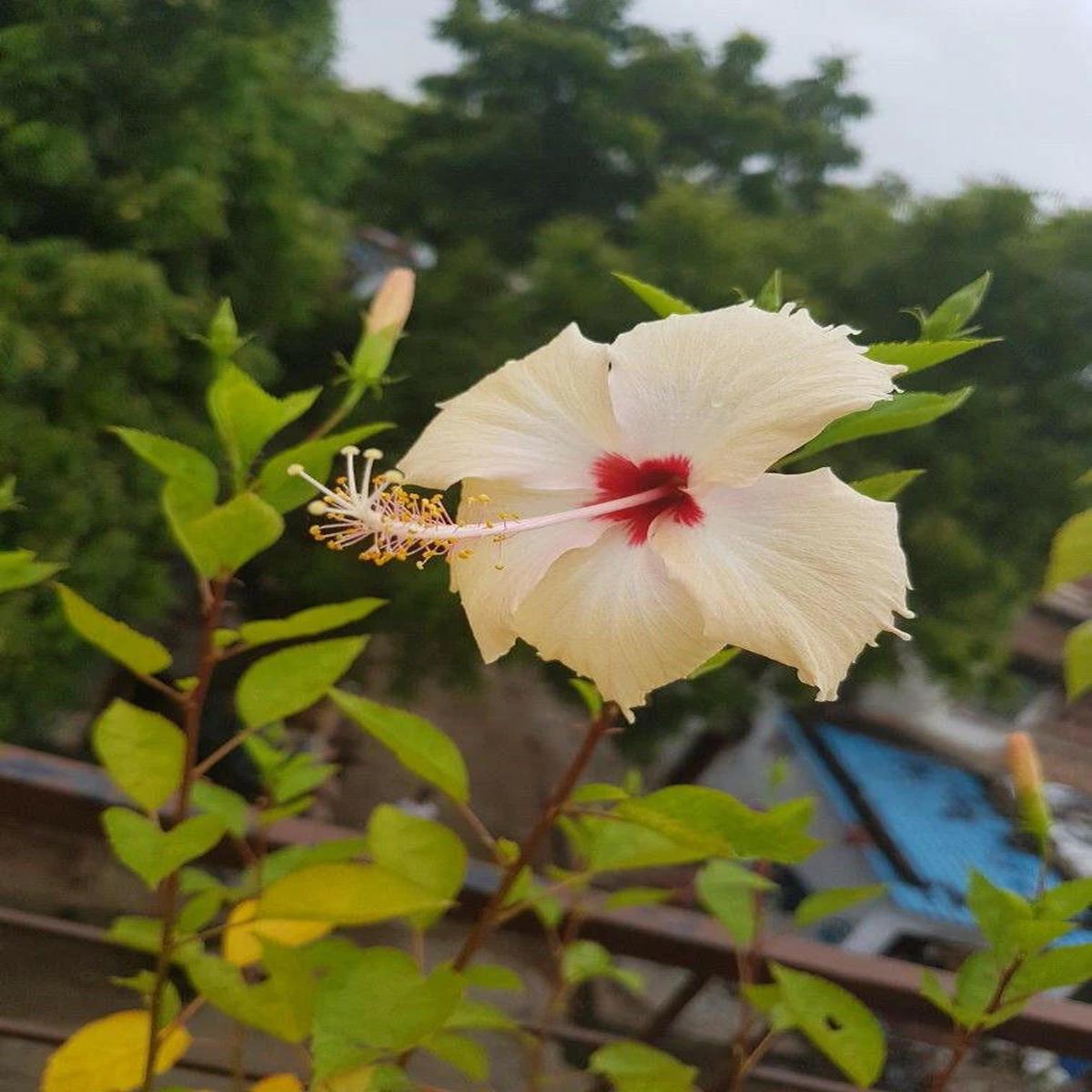 Cream Hibiscus Flower Seeds Easy to Grow, Heirloom & Non-GMO Seeds for Home Garden