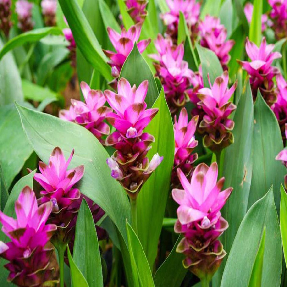 Curcuma Pink Flower Seeds for Planting  Heirloom, Non-GMO, High Germination, Vibrant Colors