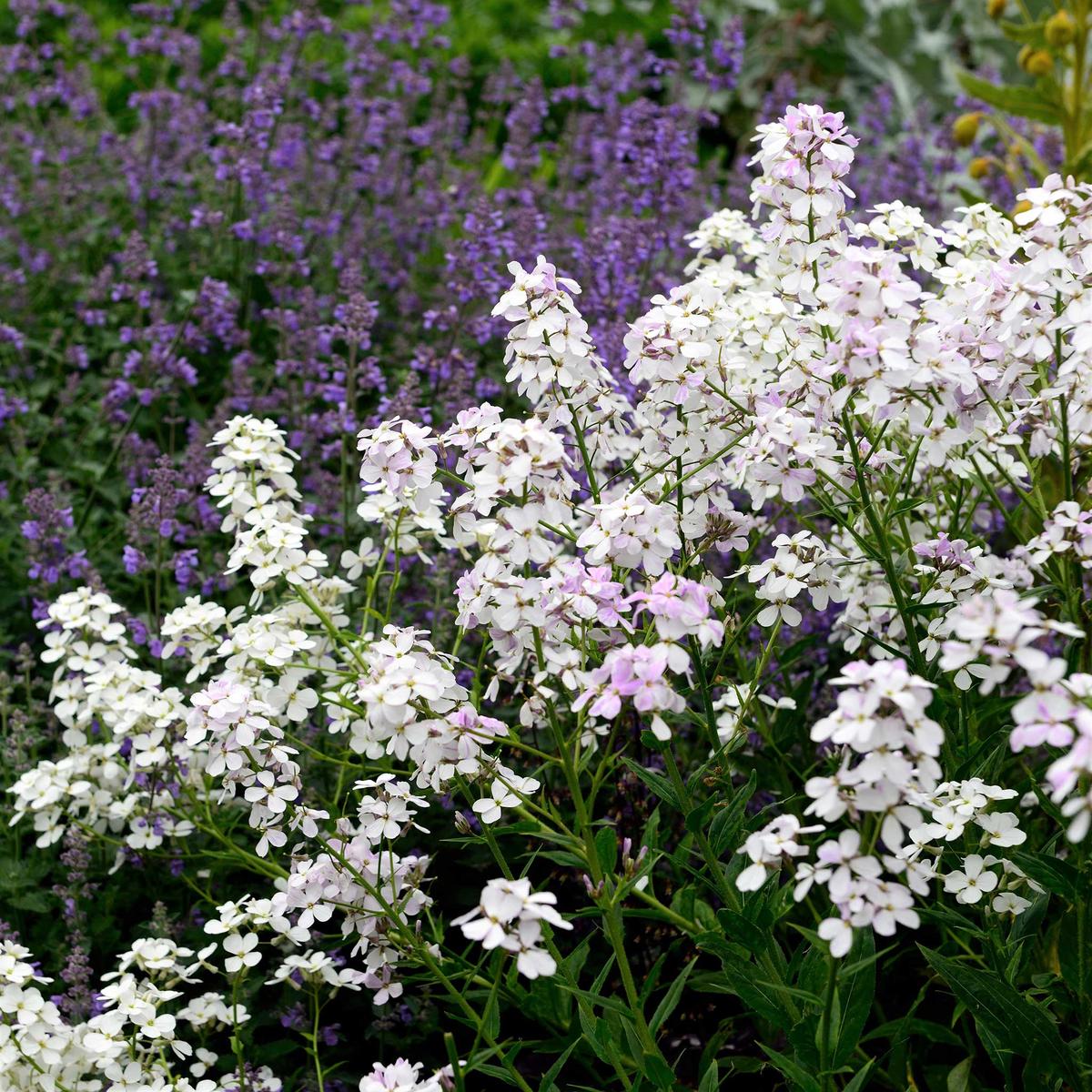 Dames Rocket Seeds – White
