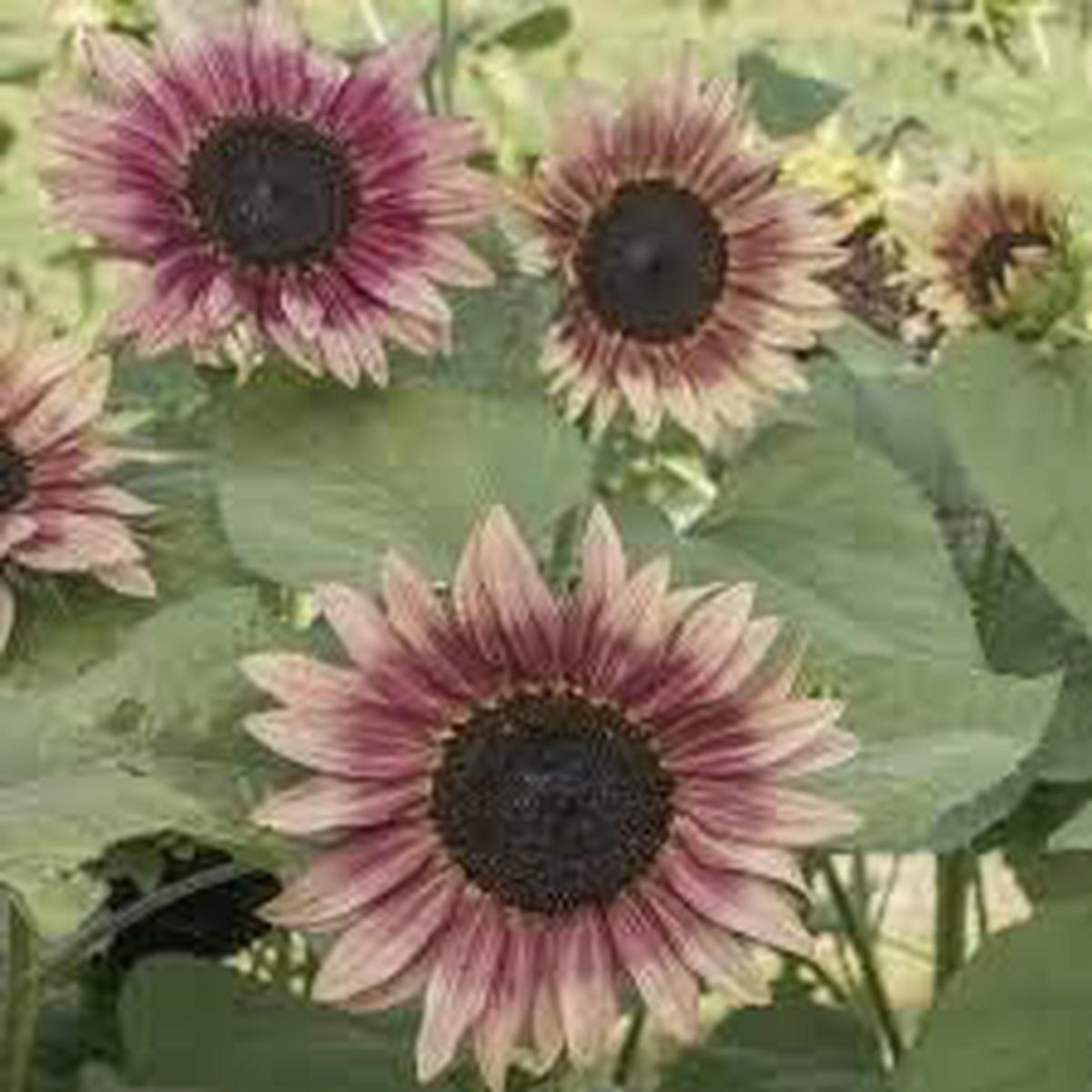 Dark Brown Sunflower Seeds for Planting  Heirloom, Organic, Non-GMO, High Germination Garden Flower Seeds