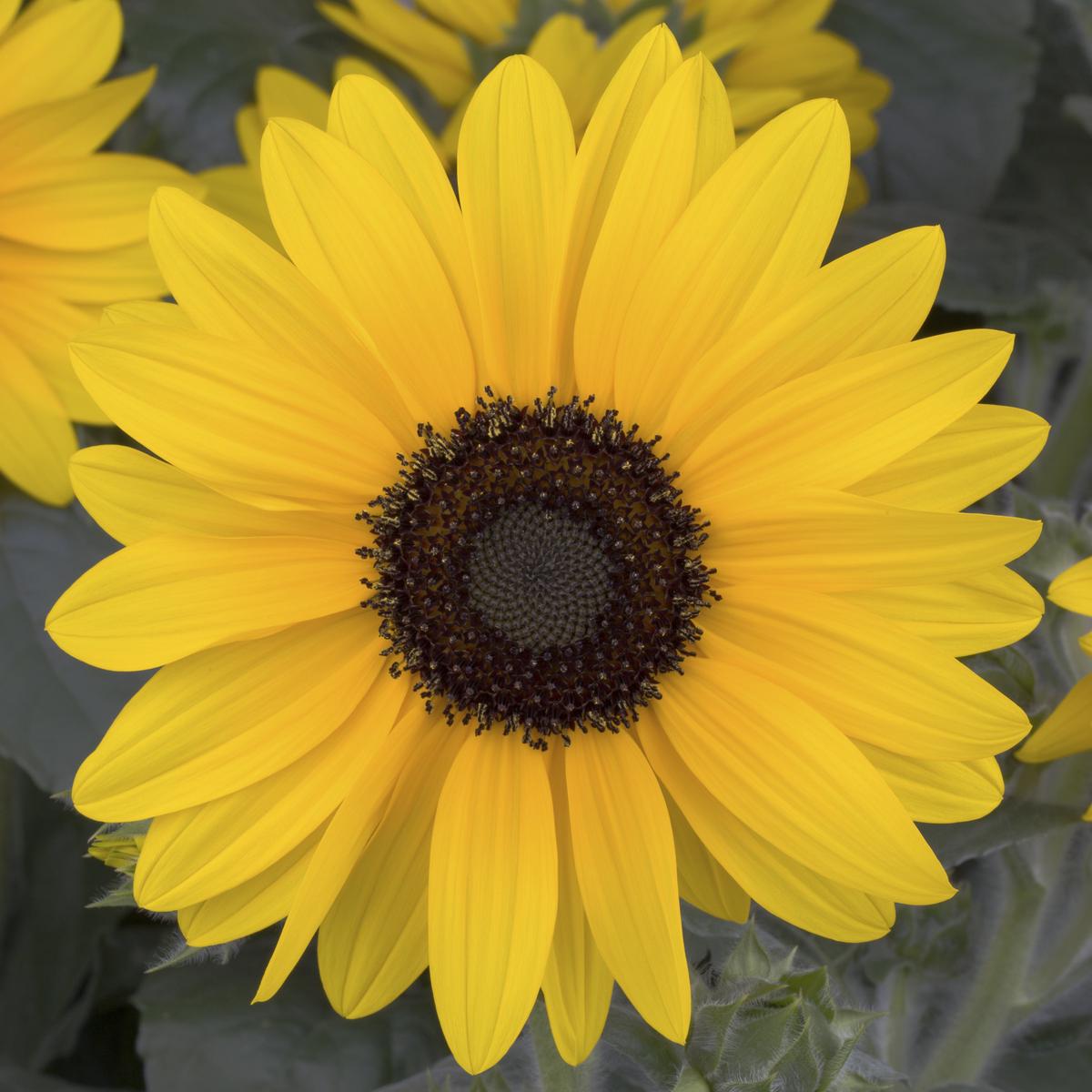 Dark Yellow Mini Sunflower Seeds for Planting  Premium Quality, Heirloom & Non-GMO Seeds for Home Garden