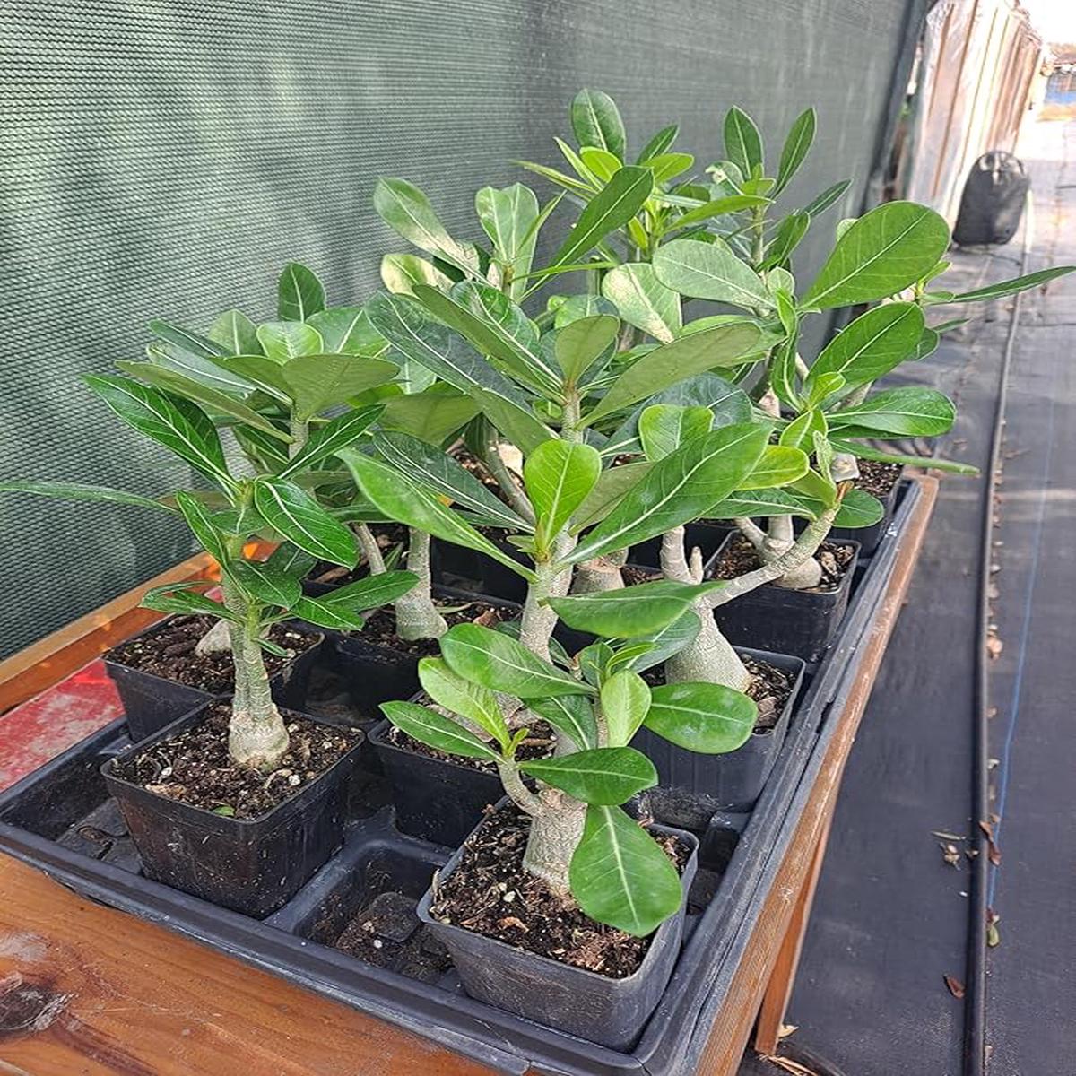 Dolce Summer Desert Rose Adenium Obesum Bonsai Seeds ( )
