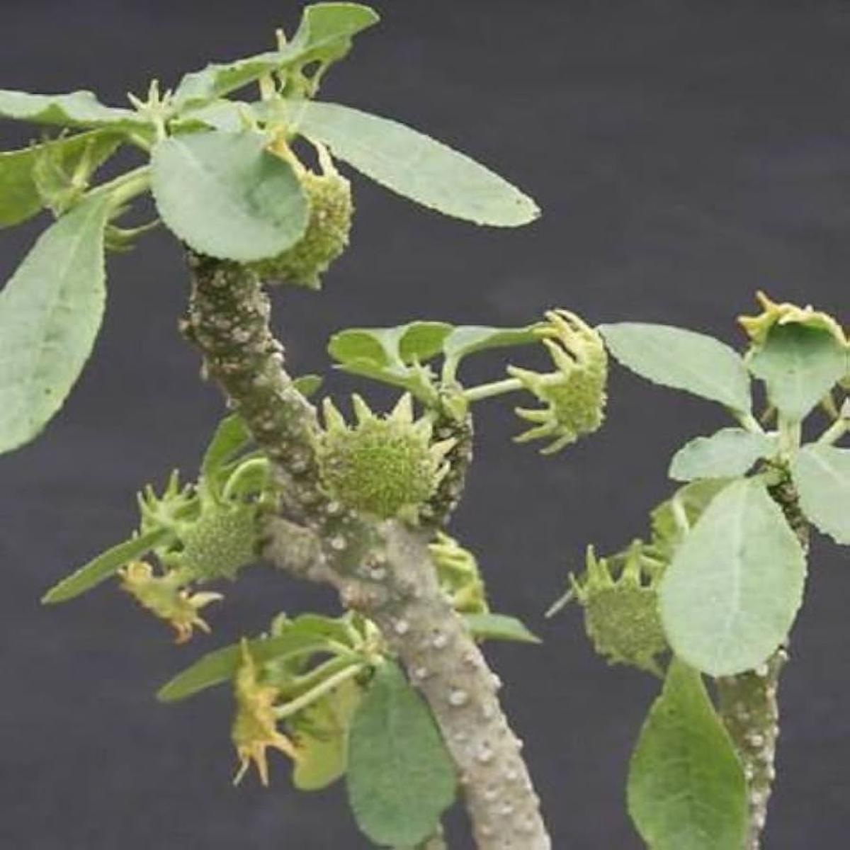 Dorstenia Lavrano Seeds  Heirloom, Non-GMO, Low Maintenance
