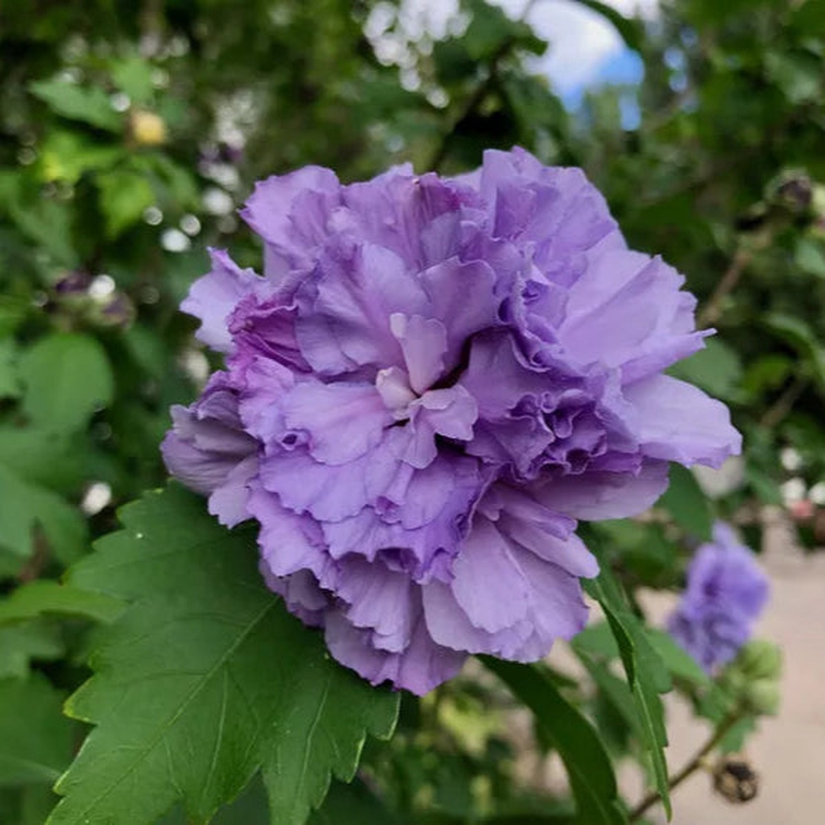 Double Purple Hibiscus Flower Seeds for Planting Heirloom, Non-GMO, Tropical, Perennial