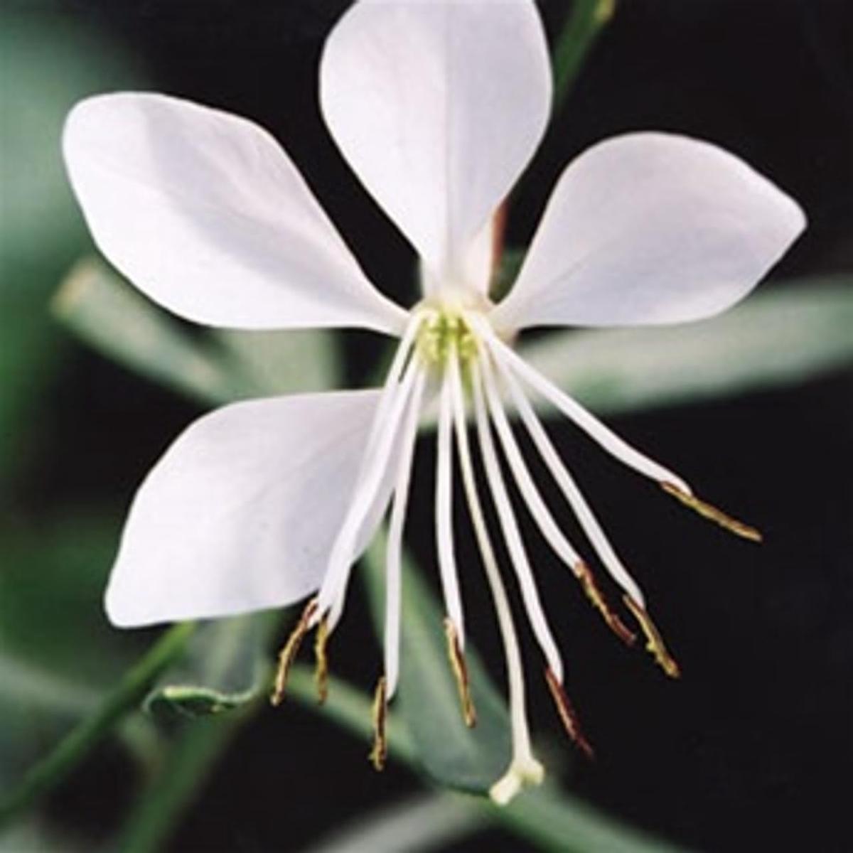 Gaura Whirling Mariposas Seeds for Planting  Organic, Heirloom, Non-GMO Flower Seeds
