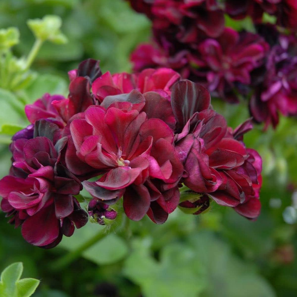 Geranium Dark Burgundy Seeds  Organic, Heirloom, Non-GMO Flower Seeds for Planting