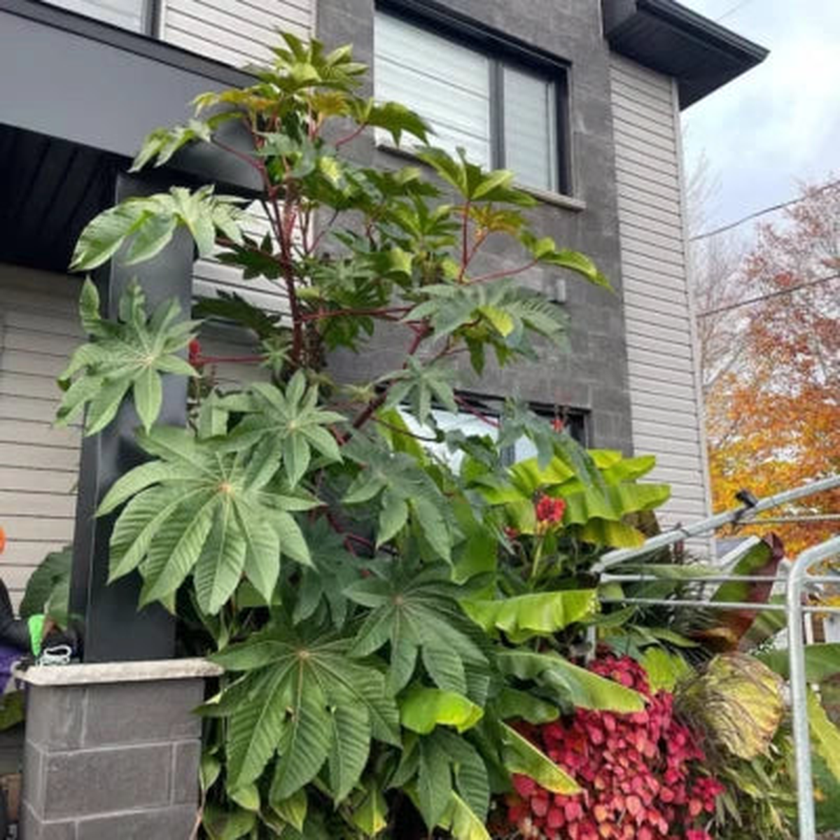 Giant Zanzibar Wonder Tree Pods Exotic Seeds for Planting Organic USA Seeds for Planting Ships free  Heirloom, Non-GMO