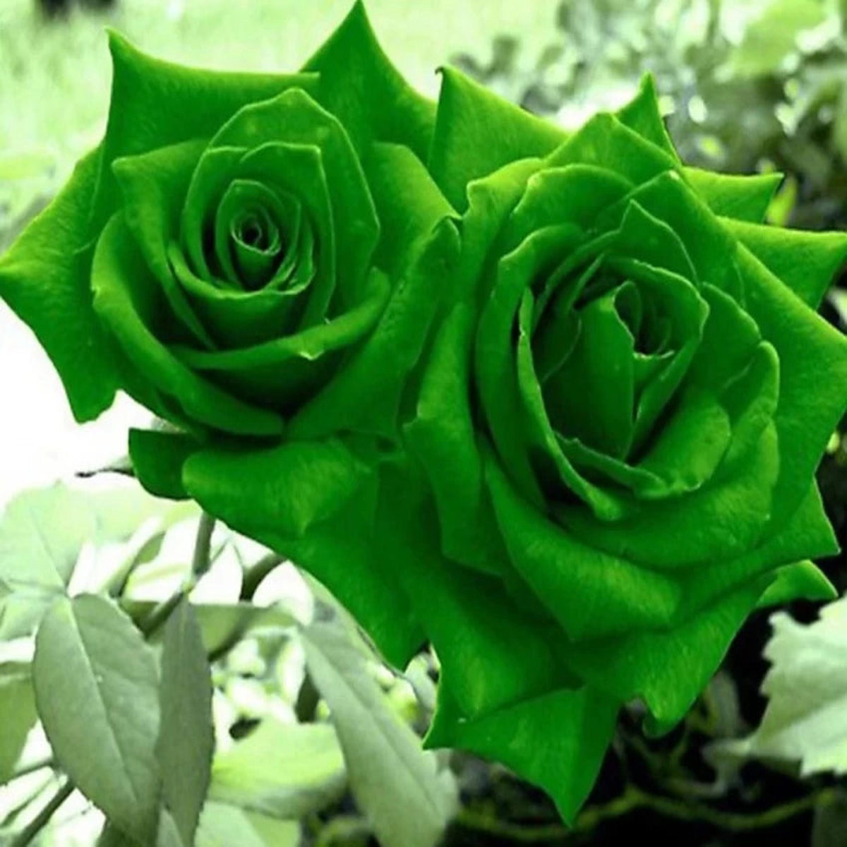 Green Dragon Rose Plant Seeds for Planting  Heirloom & Non-GMO Organic Garden Seeds